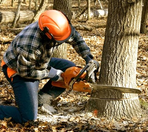 Tree Removal in Energy, IL